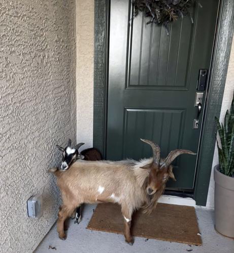 Goats on the lam scooped up in Marana