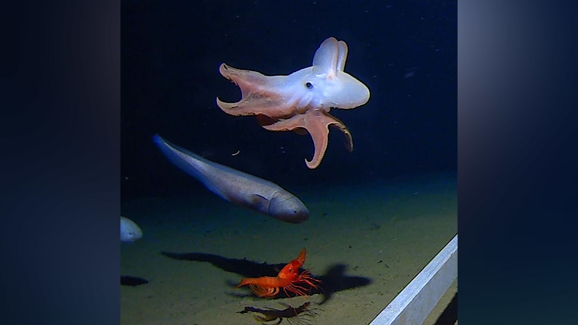 World's deepest octopus