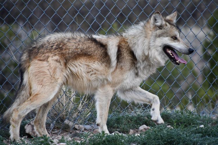GOP lawmakers move to bar Arizona from bringing wolf pups to state