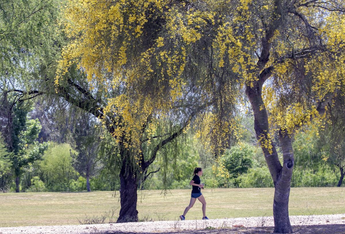 Tucson trees