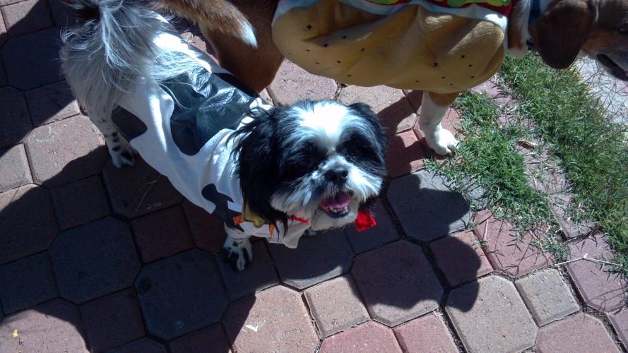 Happy National Dog Day!