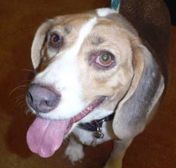 Adopt A Friend: Boogie