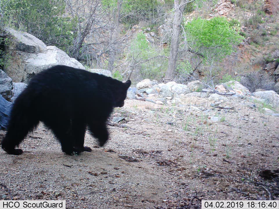 First bear sighting of 2019