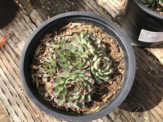 Tohono Chul Spring Plant Sale