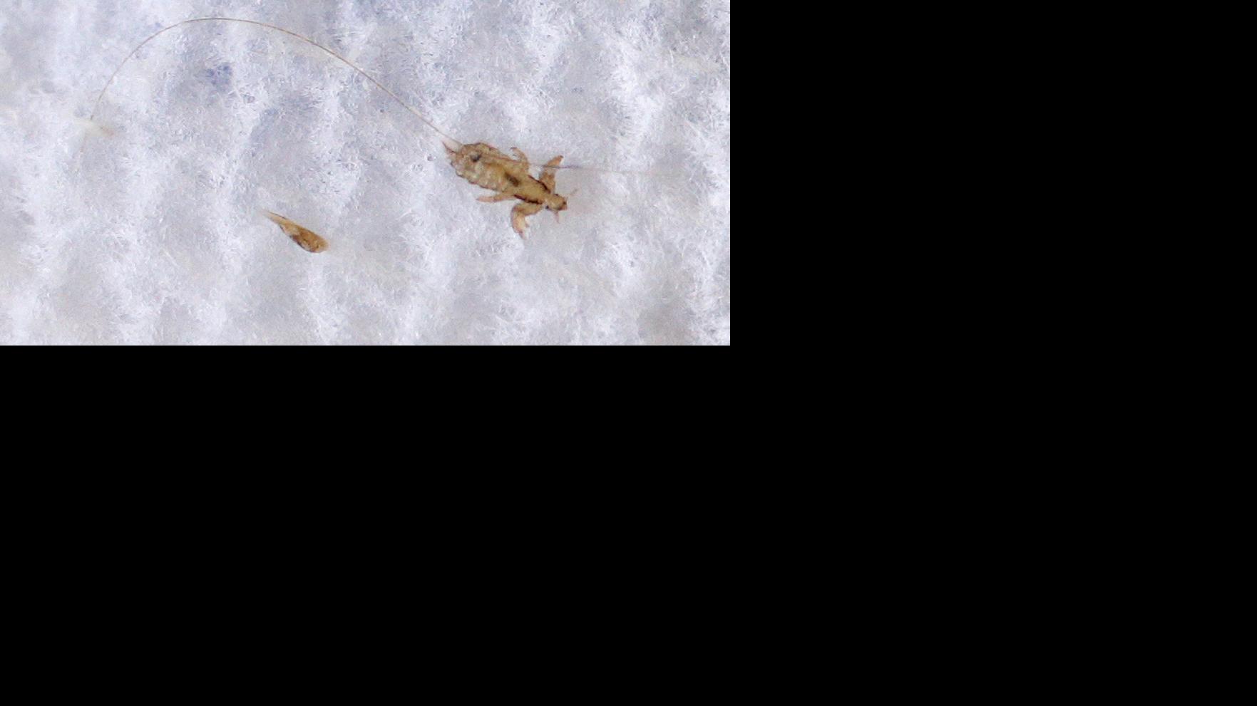 100 Percent Of Arizona S Lice Are Super Lice Here S What You