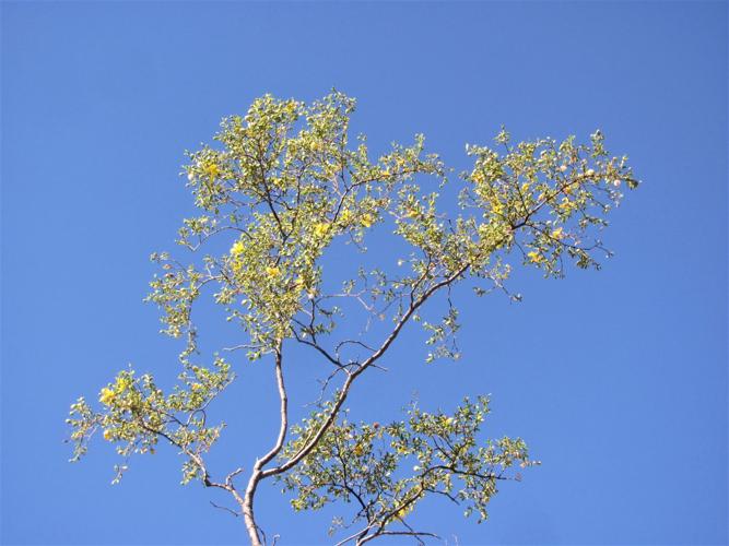 Creosote in bloom