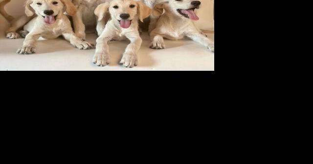 Pets for adoption locally - Vimarsana News