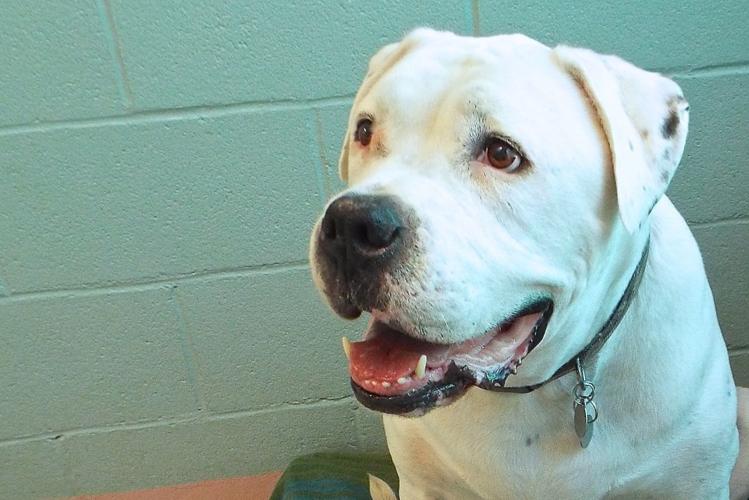 Adopt a friend: Domino