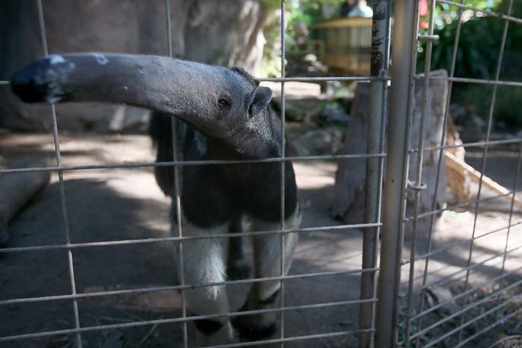 Reid Park Zoo anteater