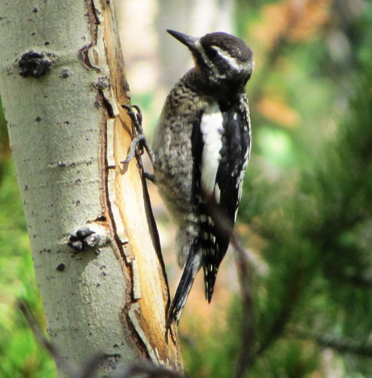 When Your Best Friend Is A Sapsucker Saddlebag Notes Tucson Com