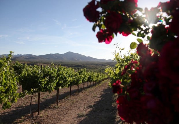 Volunteers Can Help With The Harvest At Charron Vineyards Tucson