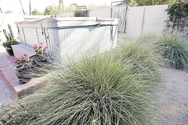 Native grasses take the place of 'mangy' lawn  