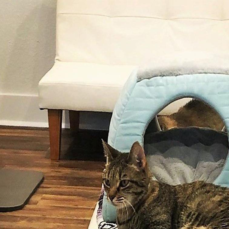 Starting Next Week You Can Cuddle Kitties At Tucson S New Cat