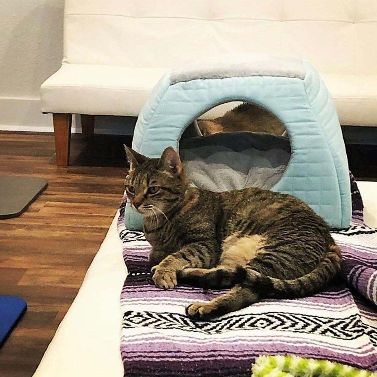 Starting Next Week You Can Cuddle Kitties At Tucson S New Cat Lounge Tucson Life Tucson Com