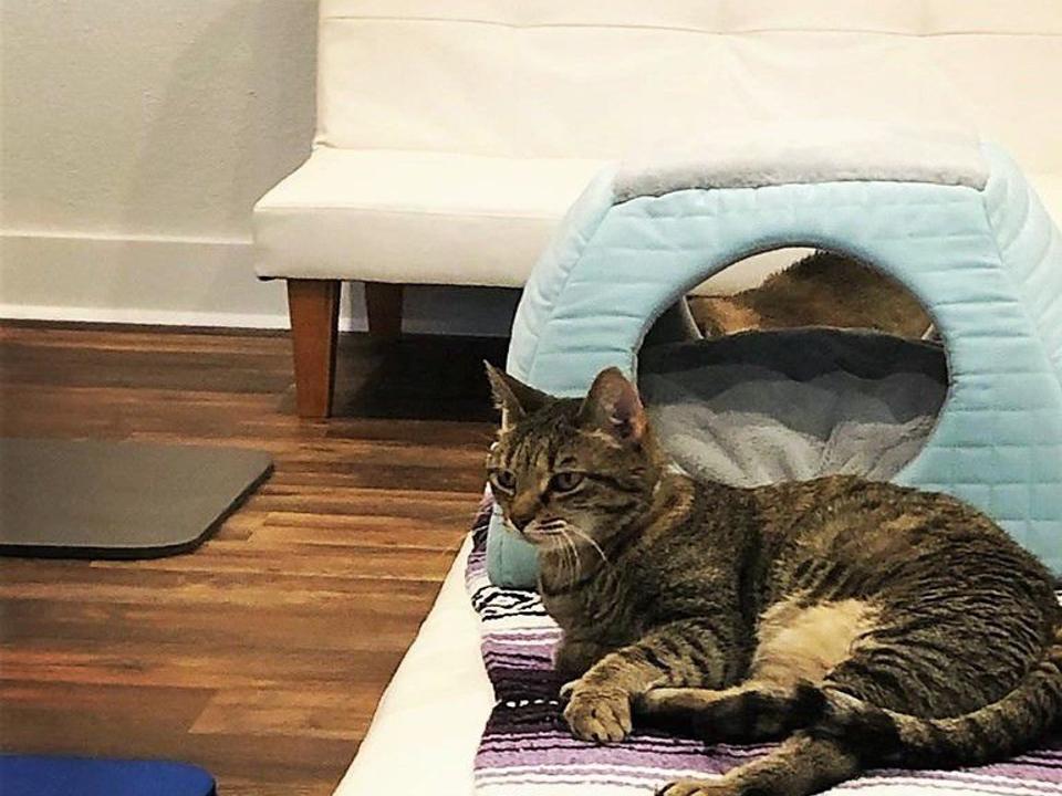 Starting Next Week You Can Cuddle Kitties At Tucson S New Cat