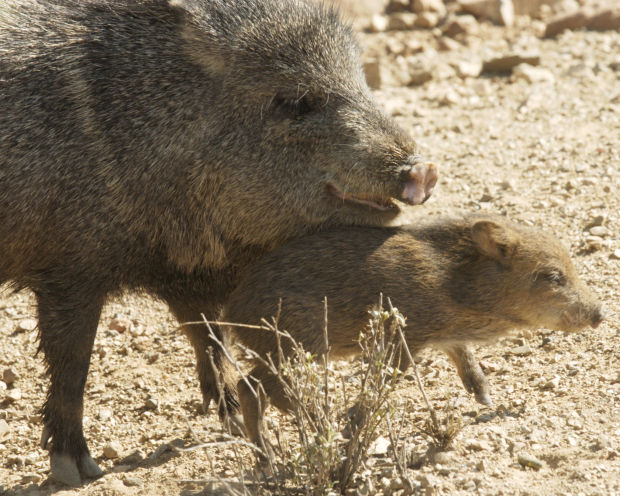 Animals at the Arizona Sonora Desert Museum