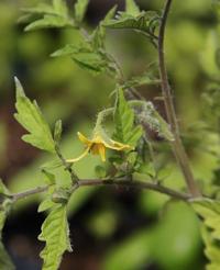 Calcium deficiency for tomato