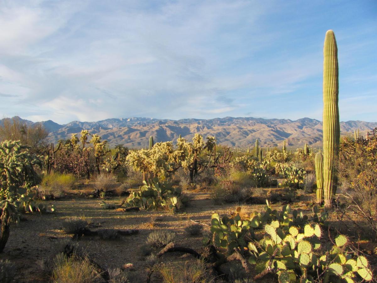 Afternoon light along Linda Vista Trail