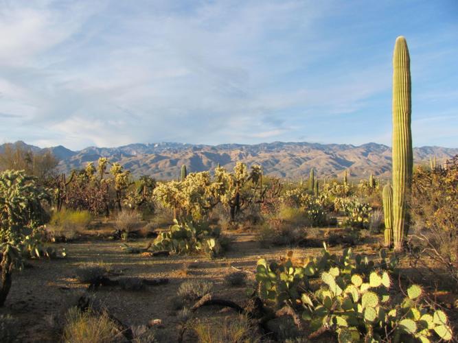 Afternoon light along Linda Vista Trail