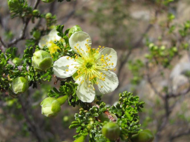 Madera Canyon wildflowers