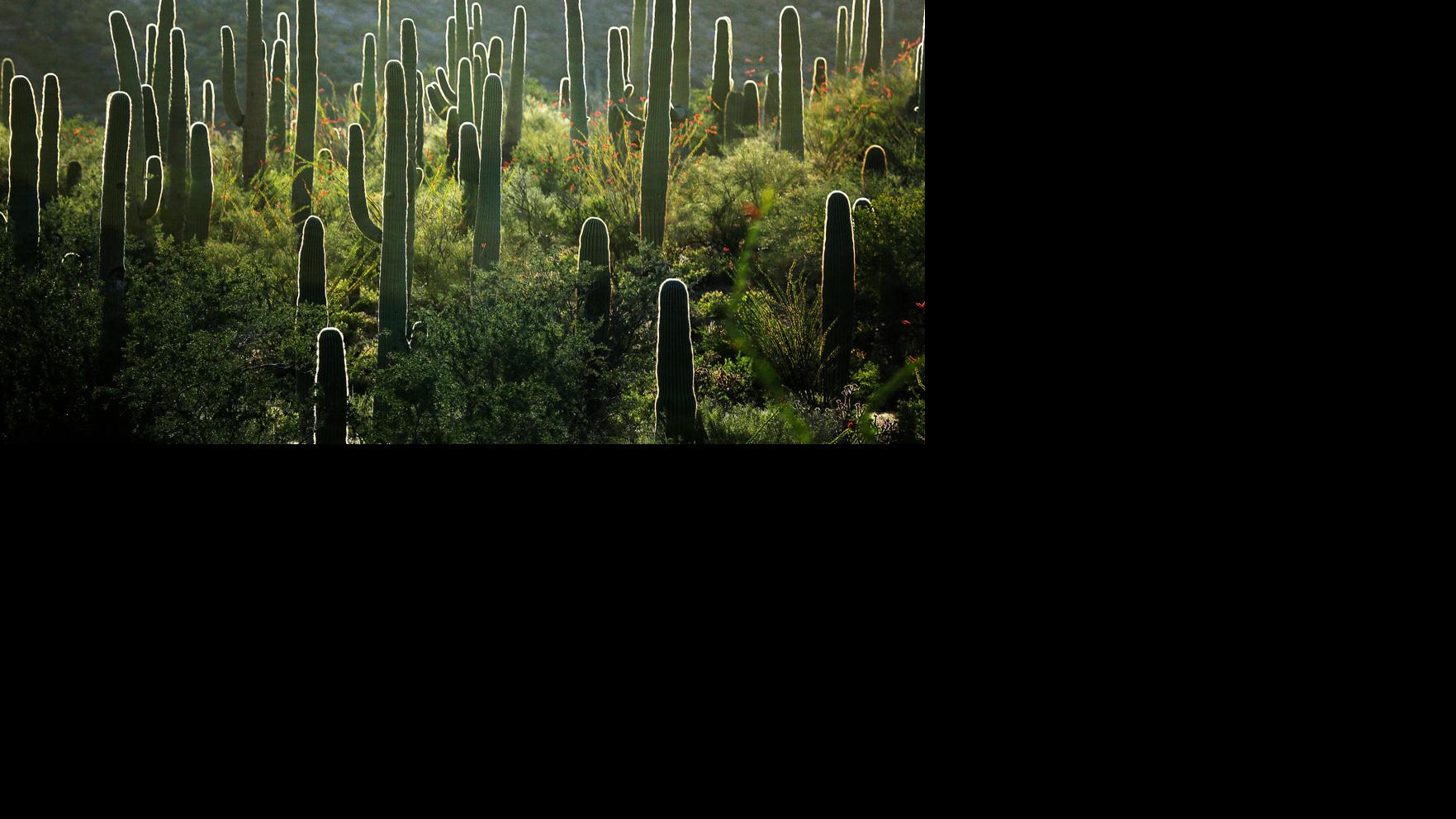 Ever heard of cactus forest bathing? Here's what it is  | tucson life |  tucson.com