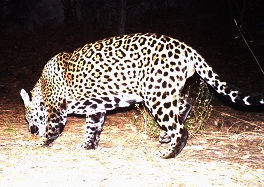 Jaguar in Southern Arizona