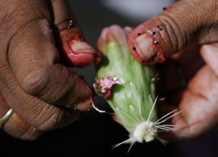 Saguaro Fruit Harvest