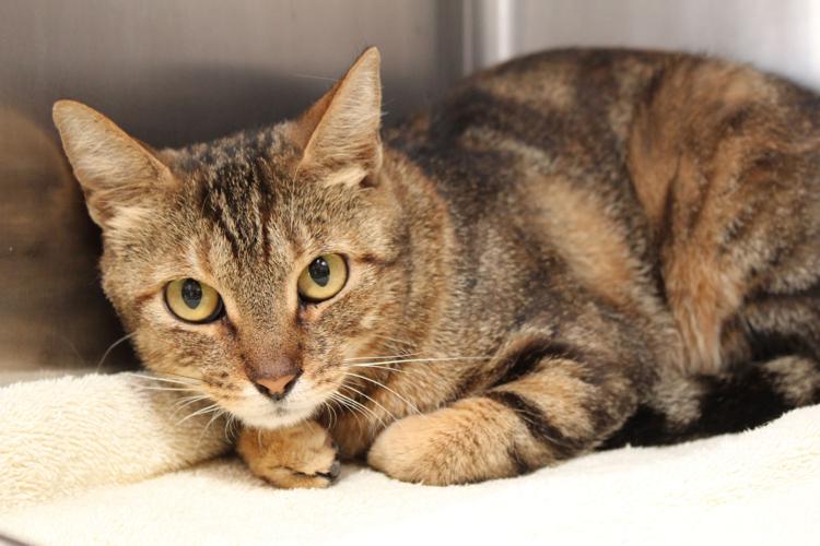 Adopt A Friend: Keeva