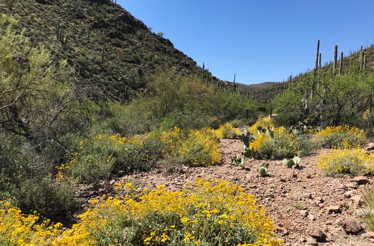 Brittlebush