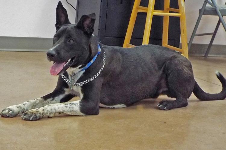 Adopt a friend: Mason