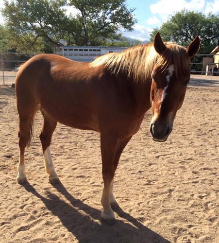 Adopt A Friend: Carly