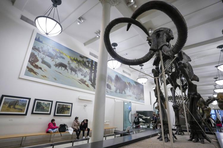 East River Mammoth Bones