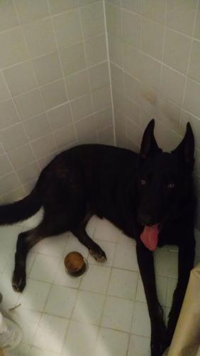 Happy National Dog Day!