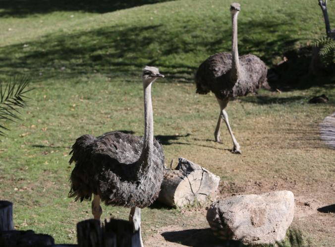 Nandi's Neighbors: Ostriches Lucy and Ethel mimic the comic pair