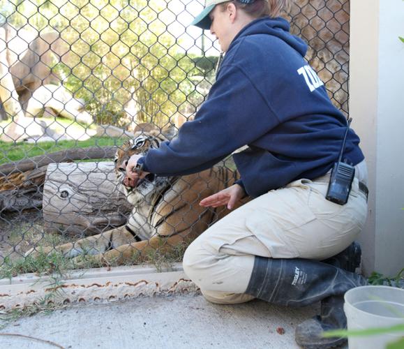 How to put hand cream on a tiger's paws
