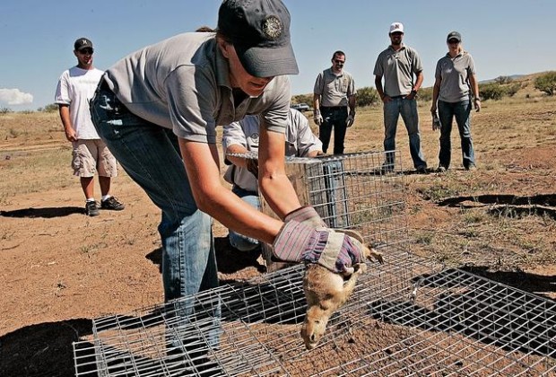 Second group of prairie dogs released  