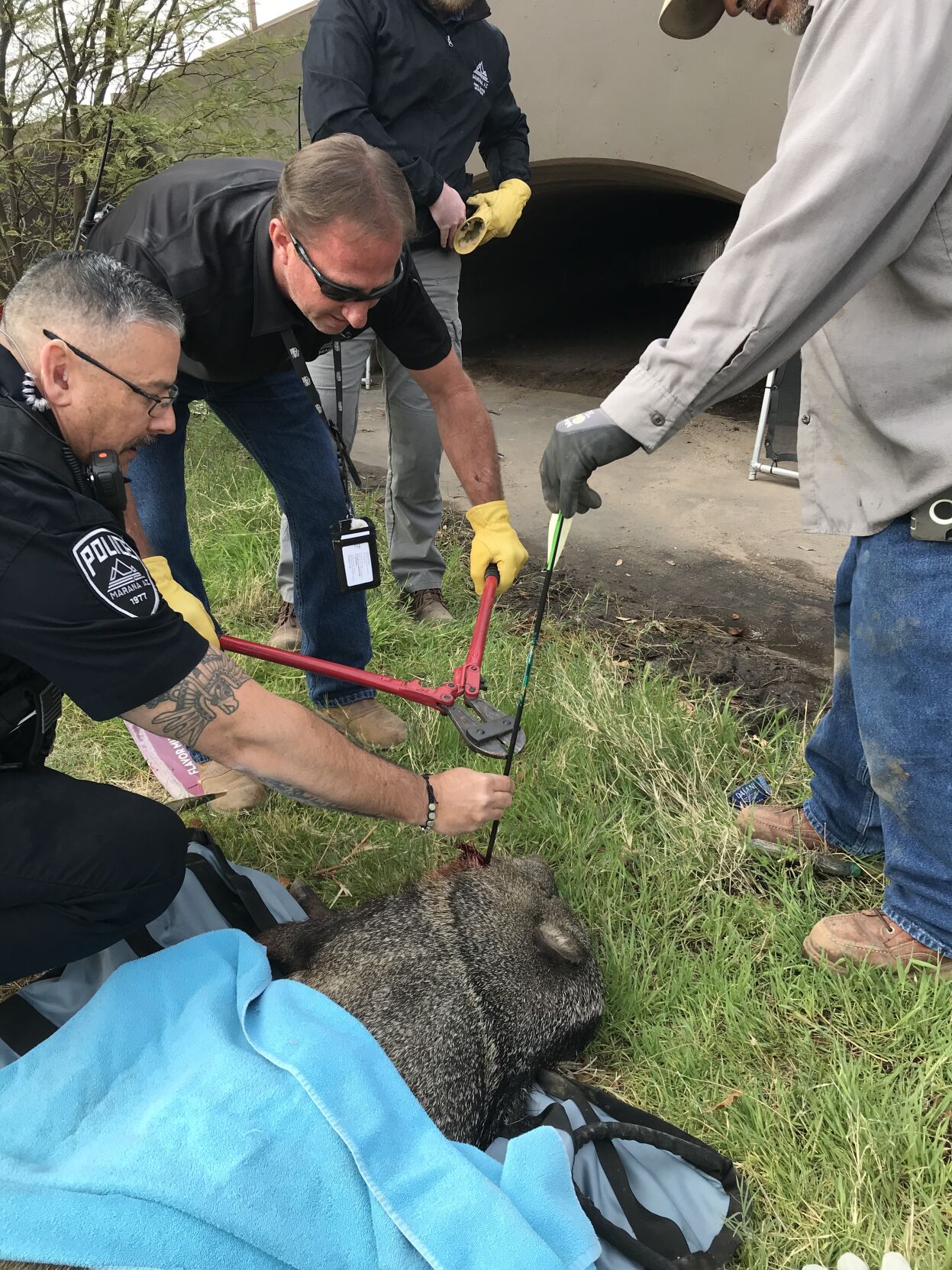 Wounded javelina