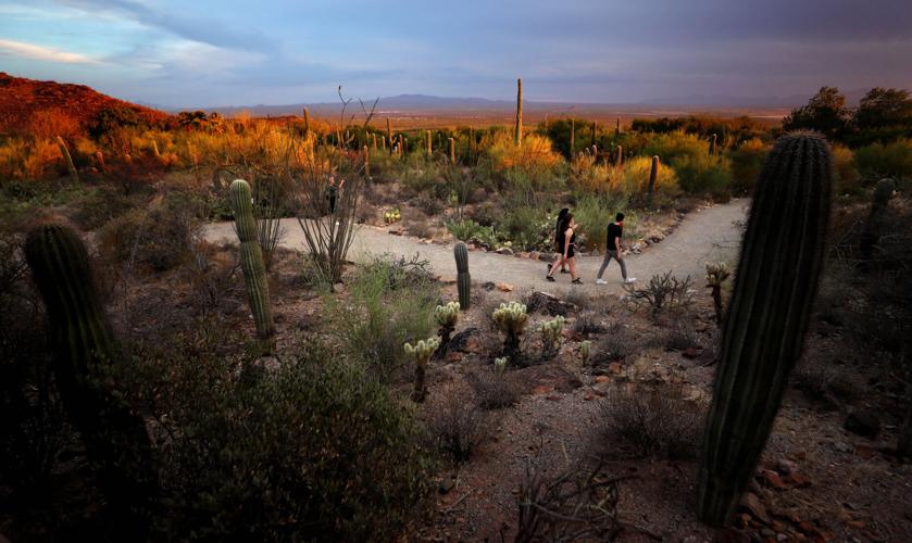 Arizona-Sonora Desert Museum