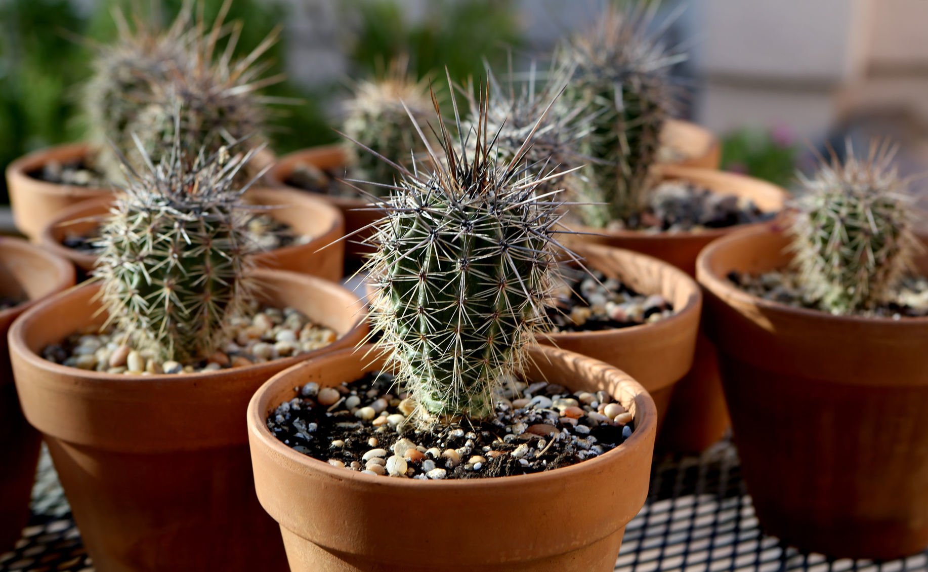 Why Do Saguaros Grow Like That? 6 Things To Know About Our Giant Cactus ...