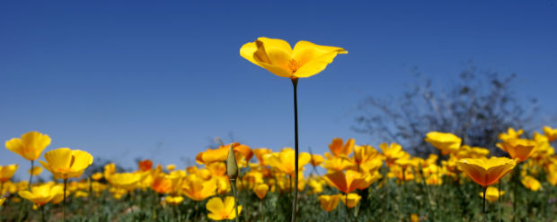 Southwest wildflowers
