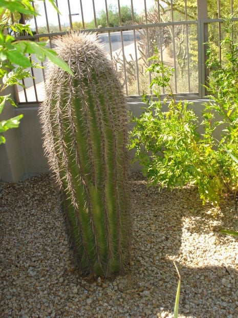 How to move a saguaro