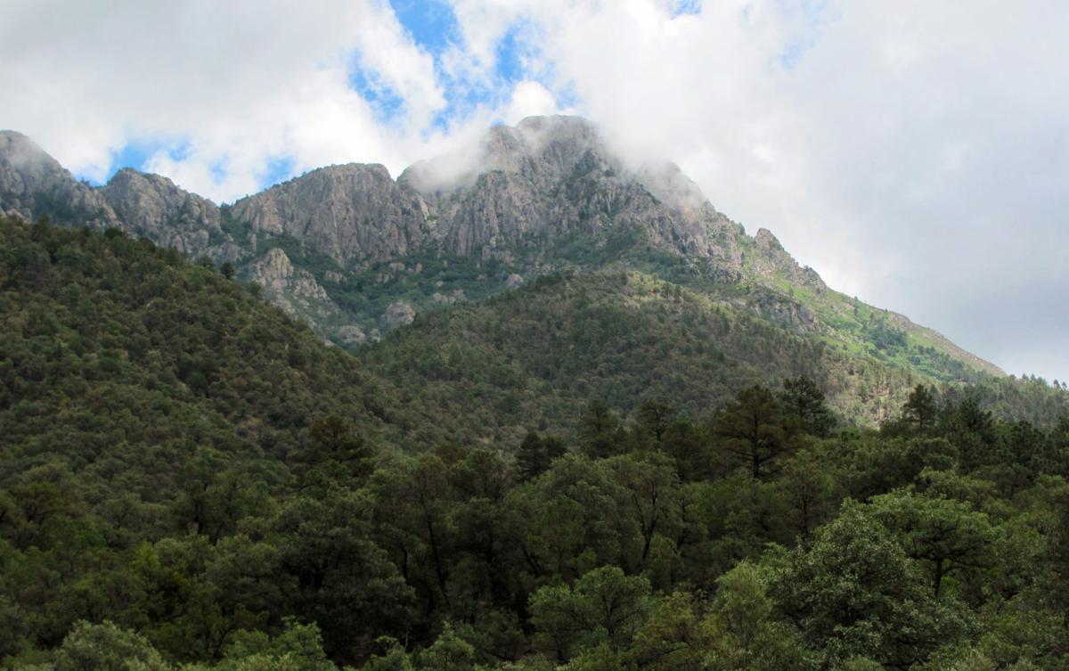 Top trails: Mount Wrightson