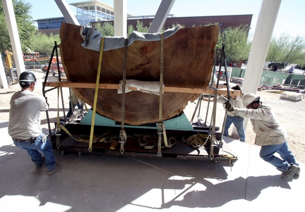 Giant sequoia slice planted at new home in tree-ring lab    