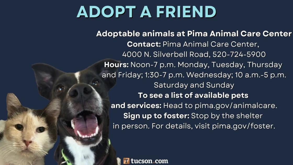 Adopt a friend: Local pets up for adoption for June 7