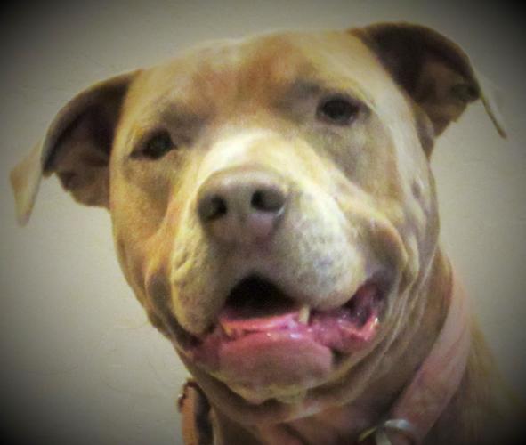 Adopt A Friend: Toby