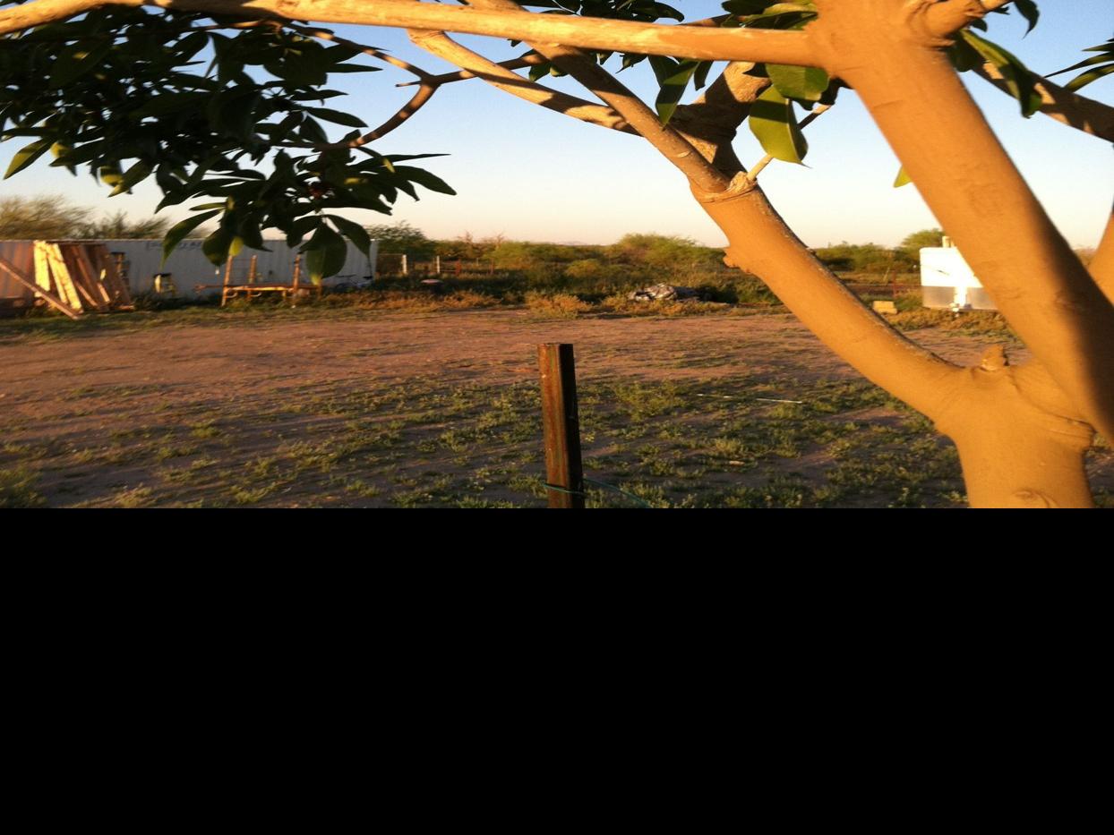 Do I Need To Paint My Citrus Tree Home Life Health Tucson Com