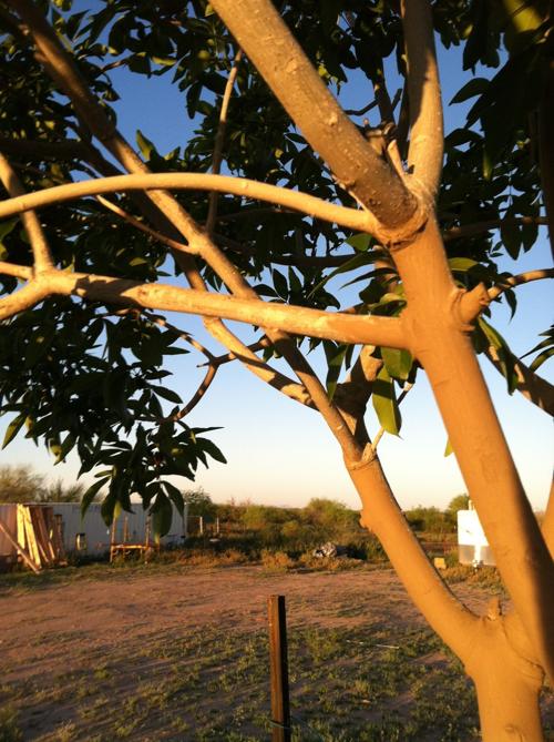 Do I Need to Paint My Citrus Tree?