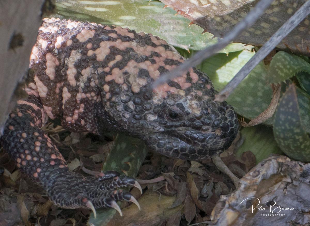 Monster' lizard is menacing a family in their backyard. Even