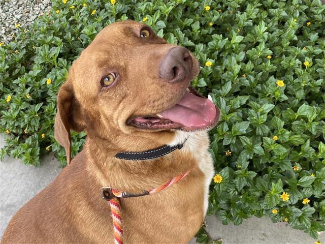 Adopt a friend: Bosti