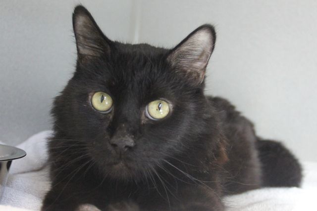 Adopt a friend: Hook